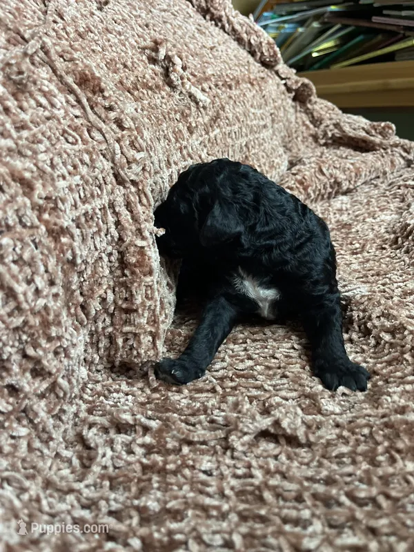 Black male , a male Poodle - Standard  for sale in Hartwell, GA – Photo 1 of 4