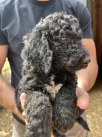 Black male , a male Poodle - Standard  for sale in Hartwell, GA – 9 of 10