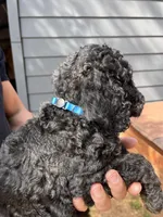 Black male , a male Poodle - Standard  for sale in Hartwell, GA – 10 of 10