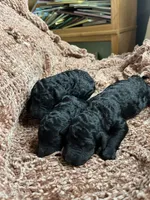 Black male , a male Poodle - Standard  for sale in Hartwell, GA – Photo 2 of 4