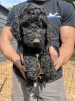 Black male , a male Poodle - Standard  for sale in Hartwell, GA – 2 of 10