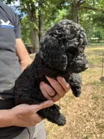 Black male , a male Poodle - Standard  for sale in Hartwell, GA – 6 of 10