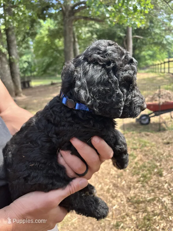 Black male  – Poodle - Standard  puppy for sale in Hartwell, GA