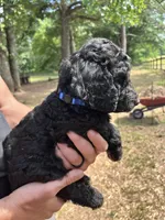 Black male , a male Poodle - Standard  for sale in Hartwell, GA – 1 of 10