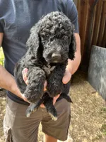 Black male , a male Poodle - Standard  for sale in Hartwell, GA – 7 of 10