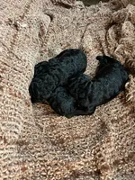 Black male , a male Poodle - Standard  for sale in Hartwell, GA – Photo 3 of 4