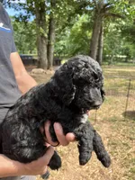 Female Black, a female Poodle - Standard  for sale in Hartwell, GA – 3 of 10