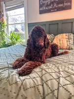 Female Black, a female Poodle - Standard  for sale in Hartwell, GA – 10 of 10