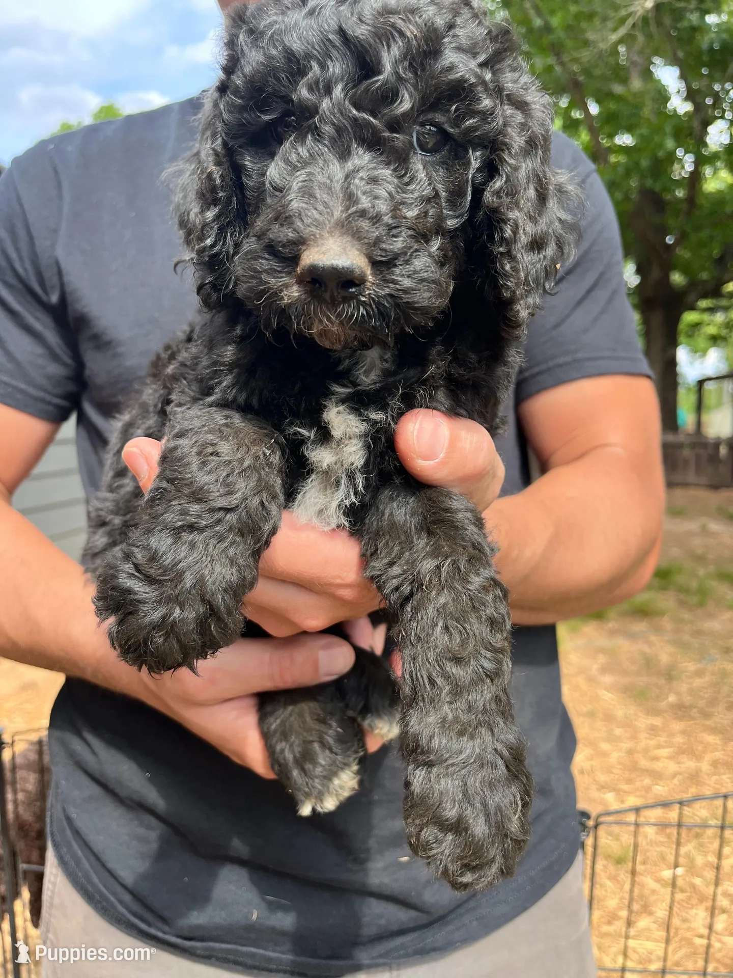 Female Black, a female Poodle - Standard  for sale in Hartwell, GA – 2 of 10