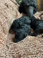 Female Black, a female Poodle - Standard  for sale in Hartwell, GA – Photo 2 of 4
