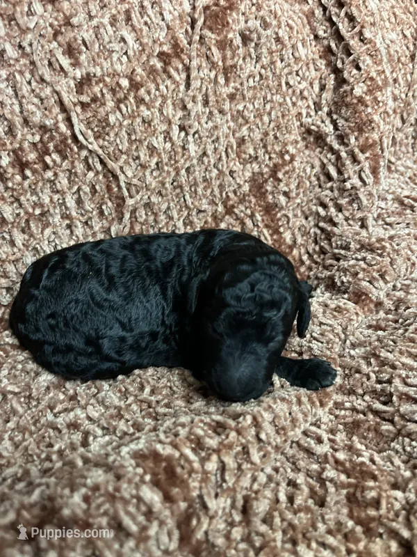 Female Black – Poodle - Standard  puppy for sale in Hartwell, GA