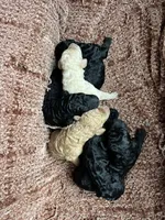 Female Black, a female Poodle - Standard  for sale in Hartwell, GA – Photo 4 of 4