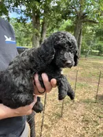 Female Black, a female Poodle - Standard  for sale in Hartwell, GA – 5 of 10
