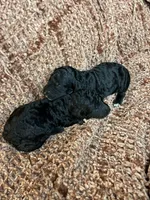 Female Black, a female Poodle - Standard  for sale in Hartwell, GA – Photo 3 of 4
