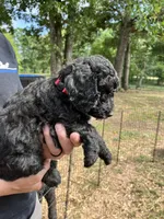 Female Black, a female Poodle - Standard  for sale in Hartwell, GA – 1 of 10