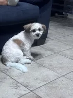 Max , a male Shih Tzu for sale in Elizabeth, NJ – 2 of 2