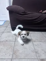 Max , a male Shih Tzu for sale in Elizabeth, NJ – 1 of 2