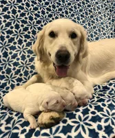 Dixie , a female English Cream Golden Retriever for sale in Salem, MO – 3 of 3
