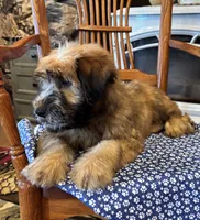 Teddy, a male Soft Coated Wheaten Terrier for sale in Salem, MO – 2 of 3