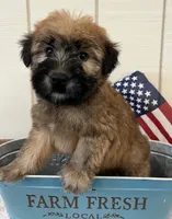 Teddy, a male Soft Coated Wheaten Terrier for sale in Salem, MO – 2 of 3