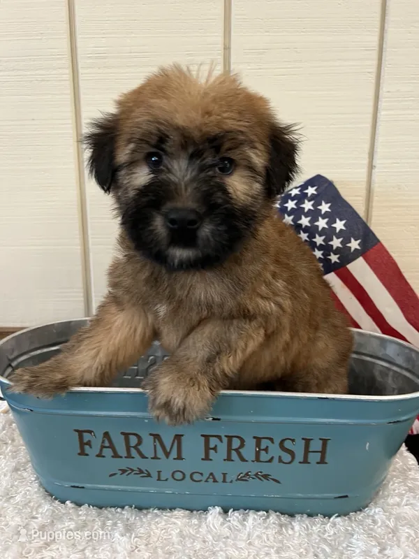 Teddy – Soft Coated Wheaten Terrier puppy for sale in Salem, MO