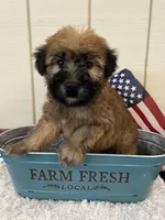 Teddy, a male Soft Coated Wheaten Terrier for sale in Salem, MO – 1 of 3