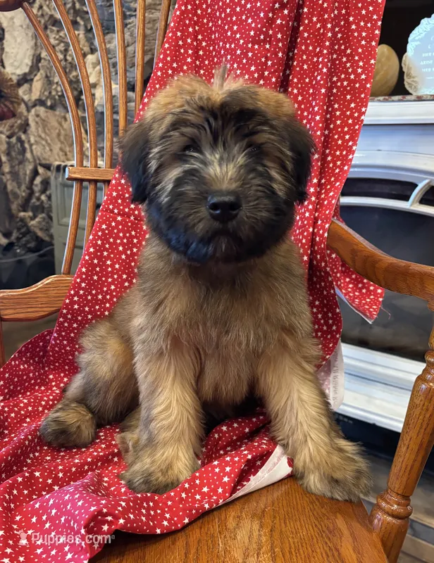 Lincoln – Soft Coated Wheaten Terrier puppy for sale in Salem, MO