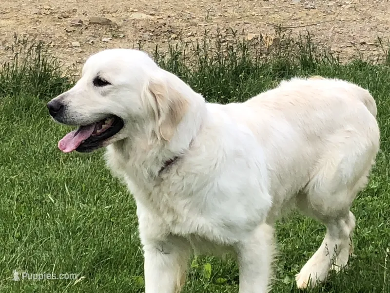 Dixie  – English Cream Golden Retriever puppy for sale in Salem, MO