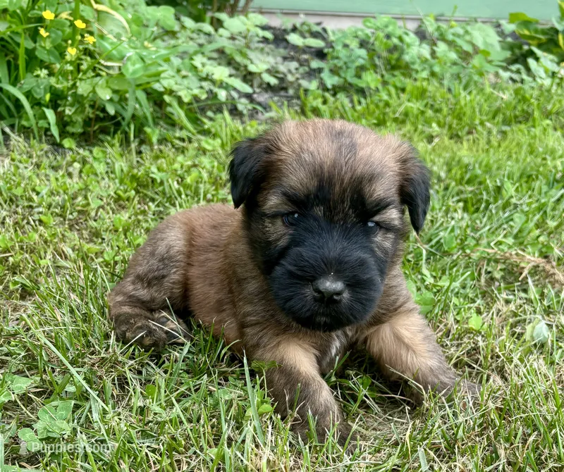 Lincoln  – Soft Coated Wheaten Terrier puppy for sale in Salem, MO