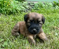 Lincoln , a male Soft Coated Wheaten Terrier for sale in Salem, MO – 1 of 2