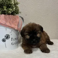 Zane, a male Soft Coated Wheaten Terrier for sale in Lewisburg, PA – Photo 2 of 4