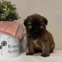 Zane, a male Soft Coated Wheaten Terrier for sale in Lewisburg, PA – Photo 1 of 4