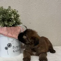 Zane, a male Soft Coated Wheaten Terrier for sale in Lewisburg, PA – Photo 3 of 4