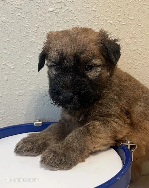 Lincoln  – Soft Coated Wheaten Terrier puppy for sale in Salem, MO