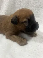 Tommy , a male Soft Coated Wheaten Terrier for sale in Salem, MO – 3 of 3