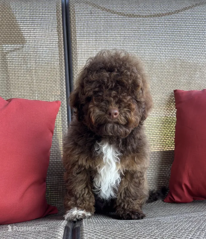 Theo-mini – Whoodle puppy for sale in Salem, MO