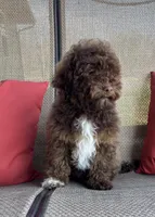Theo-mini, a male Whoodle for sale in Salem, MO – 2 of 2