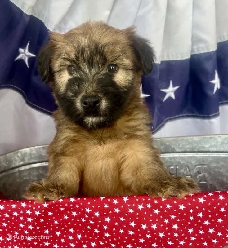Reagan  – Soft Coated Wheaten Terrier puppy for sale in Salem, MO