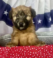 Reagan , a male Soft Coated Wheaten Terrier for sale in Salem, MO – 1 of 4