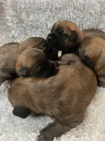 Betsy, a female Soft Coated Wheaten Terrier for sale in Salem, MO – 4 of 4