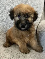 Teddy, a male Soft Coated Wheaten Terrier for sale in Salem, MO – 3 of 3
