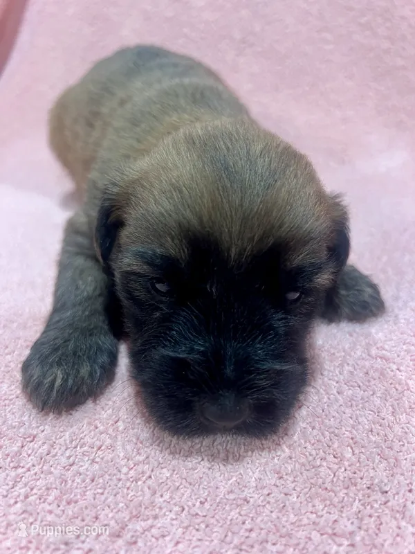 Molly – Soft Coated Wheaten Terrier puppy for sale in Salem, MO