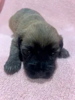 Molly, a female Soft Coated Wheaten Terrier for sale in Salem, MO – 1 of 1