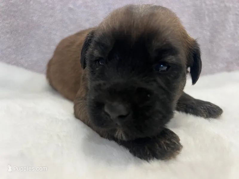 Lincoln  – Soft Coated Wheaten Terrier puppy for sale in Salem, MO