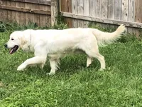 Dixie , a female English Cream Golden Retriever for sale in Salem, MO – 2 of 3