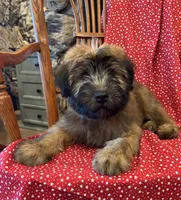 Lincoln, a male Soft Coated Wheaten Terrier for sale in Salem, MO – 3 of 3