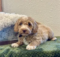 processed/3562a566-10e3-41e6-8dc1-910c6d465ec9/listing/61253f47-d8d3-4772-909c-c755ad8f7f11/66709bdf-7af8-4e99-9dff-942cd882fba5