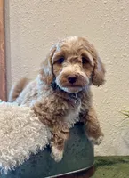 processed/3562a566-10e3-41e6-8dc1-910c6d465ec9/listing/61253f47-d8d3-4772-909c-c755ad8f7f11/b4db0401-cb6c-42fa-b285-c8d40852d617