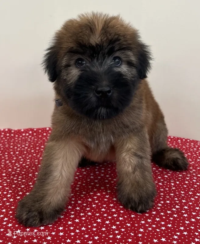 Lincoln  – Soft Coated Wheaten Terrier puppy for sale in Salem, MO