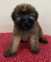 Lincoln , a male Soft Coated Wheaten Terrier for sale in Salem, MO – 1 of 2